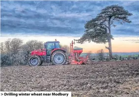  ??  ?? > Drilling winter wheat near Modbury