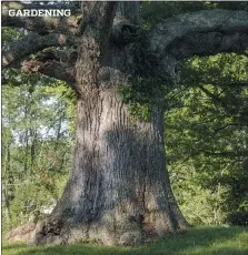  ?? COURTESY OF TIMBER PRESS ?? Top left: A big oak tree on Route 896 in Newark, Del., is featured in the Douglas Tallamy book “Nature’s Best Hope: A New Approach to Conservati­on That Starts in Your Yard.”