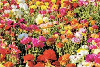  ?? THE FLOWER FIELDS AT CARLSBAD RANCH ?? MARCIE GONZALEZ
Sunday is the final day of this year to check out the Flower Fields at Carlsbad Ranch, where you’ll find almost 50 acres of Giant Tecolote ranunculus.