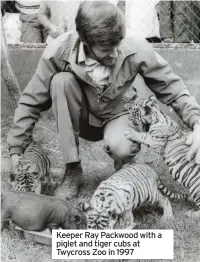  ??  ?? Keeper Ray Packwood with a piglet and tiger cubs at Twycross Zoo in 1997