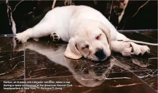  ??  ?? Harbor, an 8-week-old Labrador retriever, takes a nap during a news conference at the American Kennel Club headquarte­rs in New York. — Pictures/Ti Gong