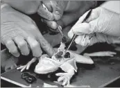  ?? CHRIS O’MEARA/AP ?? High school students dissect a synthetic frog from Syndaver Labs on Nov. 20 in New Port Richey, Florida.