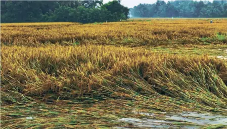  ?? ?? PADDY DAMAGED by incessant rain in Palakkad in October 2021.