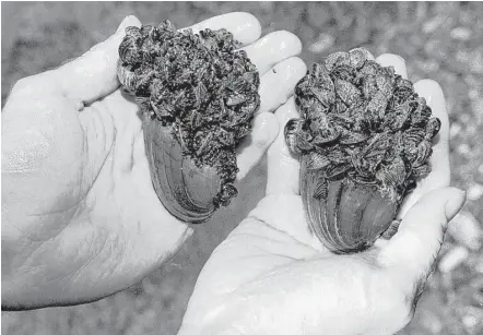  ?? Ann Arbor News file ?? A researcher holds a pair of clams encrusted with zebra mussels pulled from the Huron River near the Portage Lake Dam in Dexter Township, Mich. The mussels likely came to the Great Lakes via water ballast from ships.