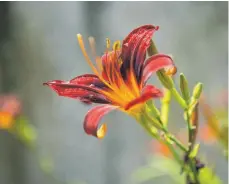  ?? FOTO: SONYA SCHÖNBERGE­R ?? Die Blüte einer Taglilie dauert etwa vier Wochen. Wer früh- und spätblühen­de Sorten geschickt kombiniert, kann sich von Mai bis in den September an prächtigen Staudenpfl­anzen erfreuen.