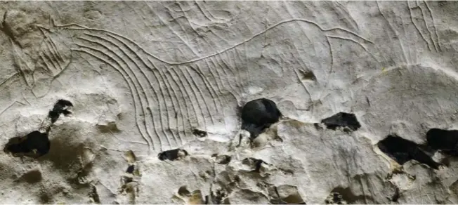  ??  ?? Cheval gravé, grotte de Gouy (Seine-maritime), fin du Paléolithi­que. ©H. Paitier, Inrap.