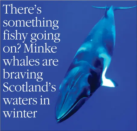  ??  ?? Researcher­s found a few minke whales stayed behind in Scottish waters during winter months while the majority headed south for warmer waters
