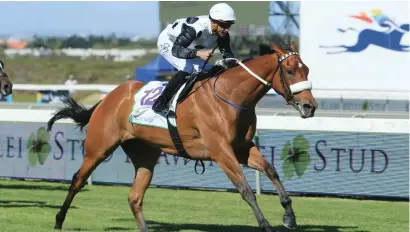  ?? Picture: Wayne Marks ?? COMEBACK TRAIL. Snowdance looked smart enough at her gallop at Kenilworth on Sunday and is expected to return to racing on 8 December.