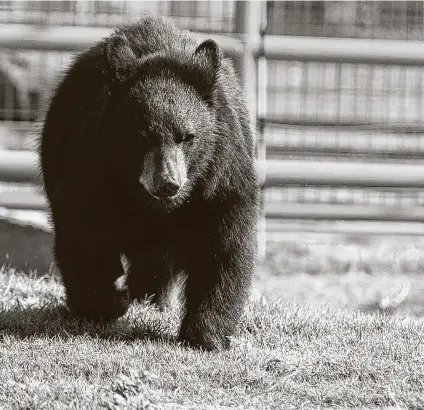  ?? Staff file photo ?? After being nursed back to health, two Texas black bears like this one will be released into the Devils River State Natural Area in March.