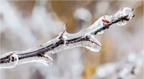  ??  ?? A berberis branch wrapped in a transparen­t jacket of ice.