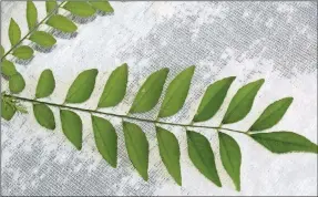  ?? PHOTO BY GHOLAM RAHMAN ?? Curry (aka kari) leaves are an important ingredient in Indian cookery, especially in vegetable dishes. These leaves probably gave the name to the signature Indian dish, curry.