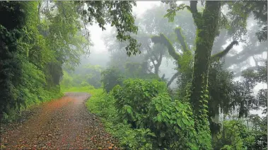  ?? FOTOS: CEDOC PERFIL ?? SELVA. El Parque Nacional Calilegua mantiene una importante biodiversi­dad biológica y ambiental.