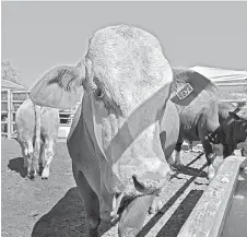  ??  ?? Segunda entrega. Los sementales fueron repartidos entre productore­s de Saltillo, Ramos Arizpe y Arteaga.