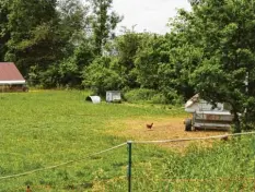  ?? Foto: Christina Riedmann-Pooch ?? Ein neuer Bio-Hühnerstal­l soll in Steinach gebaut werden. Eine Bauvoranfr­age passierte jetzt den Gemeindera­t.