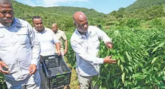  ?? SUPPLIED ?? ABOVE: Department of Agricultur­e and Rural Developmen­t MEC Super Zuma (far right) at Pandarosa Farm in the Harry Gwala District.