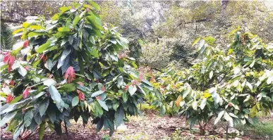  ??  ?? ROBUST CACAO TREES ALONG WITH DURIAN – Photo shows vigorous cacao trees planted between old durian trees. Climate change has prompted Emmanuel Bvelviz to grow cacao between durian trees because durian production has been adversely affected by El Niño...