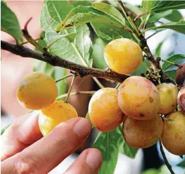  ?? FOTO: BERND WEISSBROD/DPA ?? Eine Hand greift in einem Obstgarten nach Mirabellen.