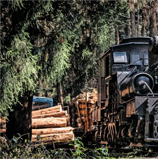  ?? CHEN YING-TUNG ?? ABOVE Shay No. 31 with a logging train on the Shuishan Line.