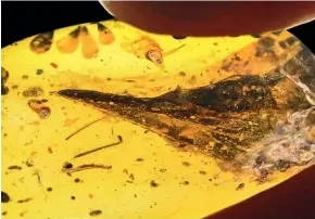  ?? XING LIDA ?? An internatio­nal team of palaeopath­ologists named this dinosaur Oculudenta­vis khaungraae. All they had to work on was a tiny head trapped in an amber bead.