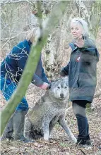  ??  ?? Sanctuary workers seek to calm wolf