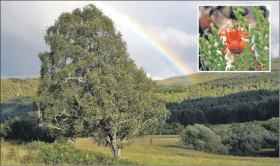  ??  ?? Half a million trees have been planted at Dundreggan, which is now home to strawberry spiders, inset.