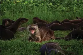  ?? Photograph: Suhaimi Abdullah/NurPhoto/Rex/Shuttersto­ck ?? ‘They’re not afraid, and the bolder families just walk right past us,’ said one expert of the otter boom in Singapore.