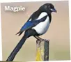  ?? ?? Magpie