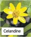  ??  ?? Celandine