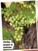  ??  ?? Unripe grapes in summer