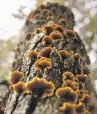  ?? ?? BAT VARDEH leads trips for the Los Angeles Mycologica­l Society and founded Foraging and Mushroom Hunting Women of SoCal. On a recent outing, she found, from top left, Inosperma adaequatum, Hygrocybe singeri, Lactarius alnicola and false turkey tail.