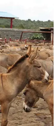  ??  ?? Donkeys in a holding pen at the Goldox Donkey Slaughterh­ouse. The largest of Kenya’s abattoirs, it claims to process some 450 donkeys a day.