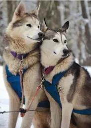  ??  ?? En Cerro Chapelco los trineos son tracción a sangre, tirados por perros alaskanos criados en la zona para disfrutar de una excursión diferente.