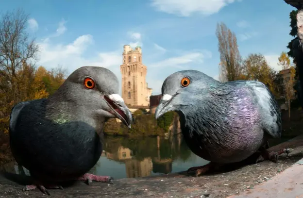  ?? © Paolo Crocetta / Bird Photograph­er of the Year ??