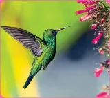  ??  ?? Spy beautiful hummingbir­ds as they drink the nectar from the island’s native flowers