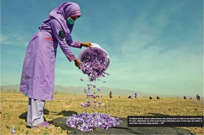  ??  ?? An Afghan woman collects saffron flowers after picking them in a field on the outskirt of Herat. For years, Afghanista­n has tried to give farmers alternativ­es such as fruit crops and saffron to wean them away from poppy farming. — AFP