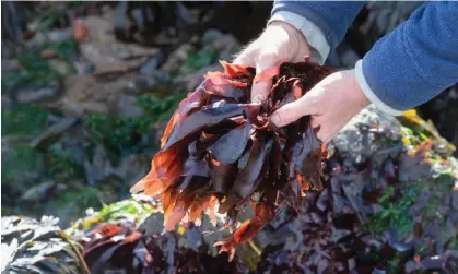  ?? ?? Seaweed such as dulse, Palmaria palmata, was foraged widely in the neolithic era. Photograph: Tim Gainey/Alamy