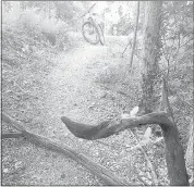  ?? Photo courtesy of Allen Milton ?? Allen Milton said he believed a limb that was reaching into the trail may have been placed intentiona­lly.