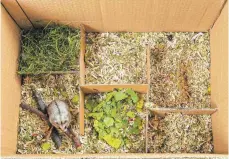  ?? FOTO: ULRIKE SCHANZ/ULMER ?? In einer Buddelkist­e mit Laub, Gras und anderen Materialie­n können sich die Nager austoben.