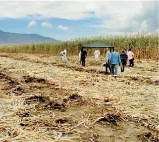  ?? /CORTESÍA ?? De las 12 fosas encontrada­s, seis fueron ubicadas en Xalisco y las otras seis en San Blas