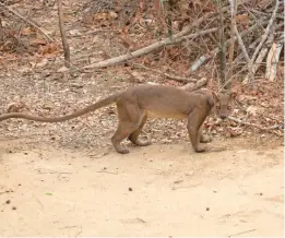  ?? CAROL SWAN ?? The fossa, found only on Madagascar, has declined to 2,500 animals. The island’s largest carnivore is a victim of the destructio­n of 90% of Madagascar’s forest.