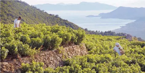  ??  ?? Το ταξίδι του METAXA ξεκινάει στη Σάμο, όπου το μικρόρωγο σταφύλι ποικιλίας μοσχάτου καλλιεργεί­ται σε αμπέλια δίπλα στη θάλασσα, που φτάνουν μέχρι τα 1.000 μ. υψόμετρο.