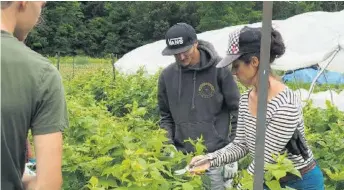  ??  ?? Les apprentis sont attentifs aux consignes de la maraîchère Marie-Ève Lafond, qui leur enseigne comment nettoyer les framboisie­rs.