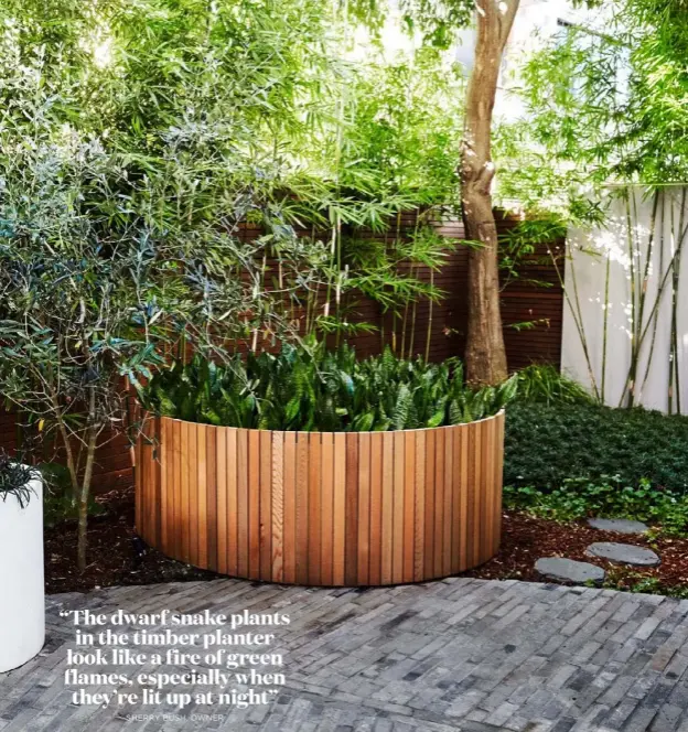  ??  ?? ABOVE Cladding the massive steel planter are western red cedar batons. To the left is an olive tree, and dwarf mondo grass grows in the right corner. The pavers were reclaimed from China. Once used in 19th-century Shikumen houses, they are now known as The Luo Family ‘Shanghai Antique Brick’ in Black from GatherCo.