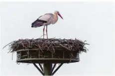  ??  ?? Dieser Storch schaut öfters mal beim alten Nest vorbei.