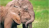  ?? / Martin Harvey ?? Puede adoptar un elefante, simbólicam­ente.