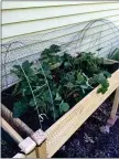  ?? PAM BAXTER ?? Strawberry plants transplant­ed into a raised garden.