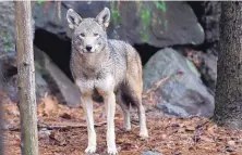  ?? GERRY BROOME/ASSOCIATED PRESS ?? A female red wolf is shown in its habitat at the Museum of Life and Science in Durham, N.C. in 2015. Federal authoritie­s were found to have violated a law aimed at preserving the endangered species.