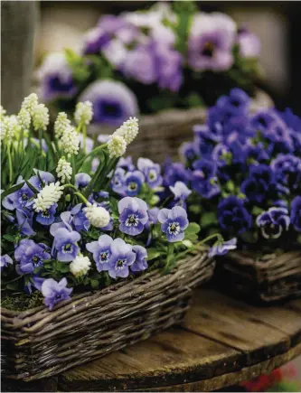 ??  ?? White grape hyacinths and horned pansies. From A Year in the Garden by Gisela Keil and Jürgen Becker, Prestel, £22.50, Oldie price £20.02