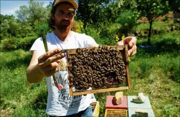  ??  ?? Dans ces nucléus, de petites ruches dédiées à l’élevage, Jean-Baptiste Karm, apiculteur à Évenos, fait naître de  à  reines chaque printemps.