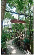  ??  ?? Jala’s herb garden is host to a whole range of local herbs. — The andaman Langkawi